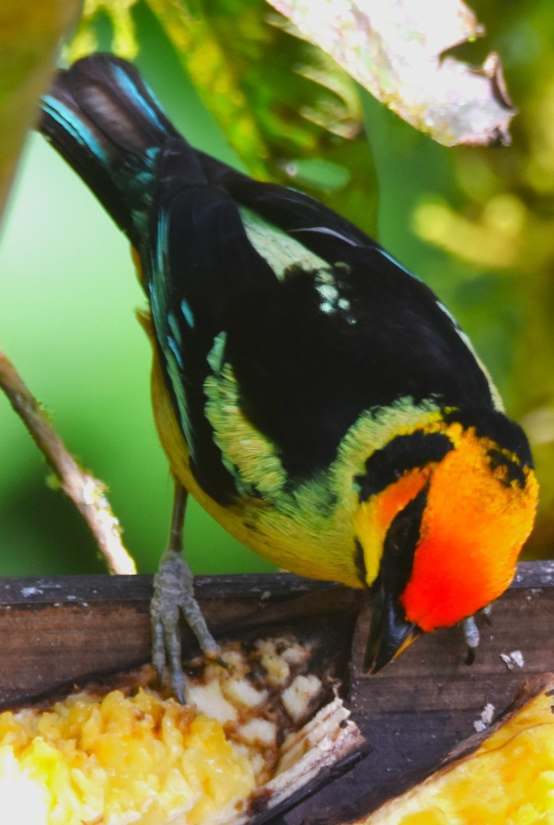 Flame-faced Tanager - ML620705340