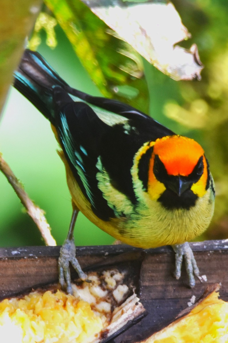 Flame-faced Tanager - Old Sam Peabody