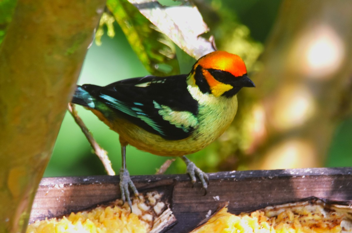 Flame-faced Tanager - ML620705343