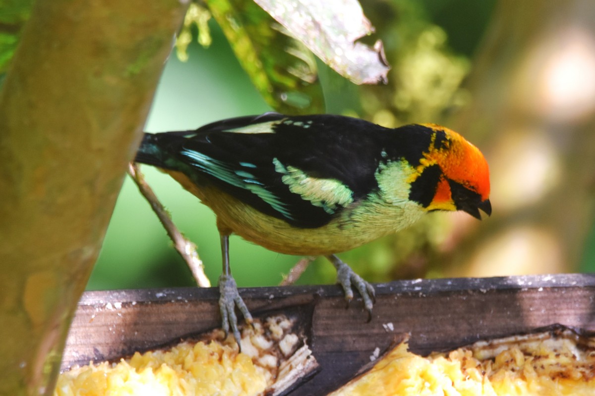 Flame-faced Tanager - ML620705344