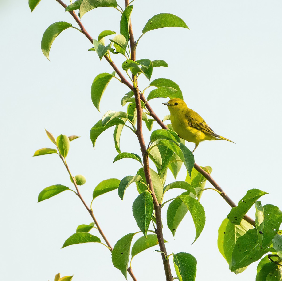 Paruline jaune - ML620705345