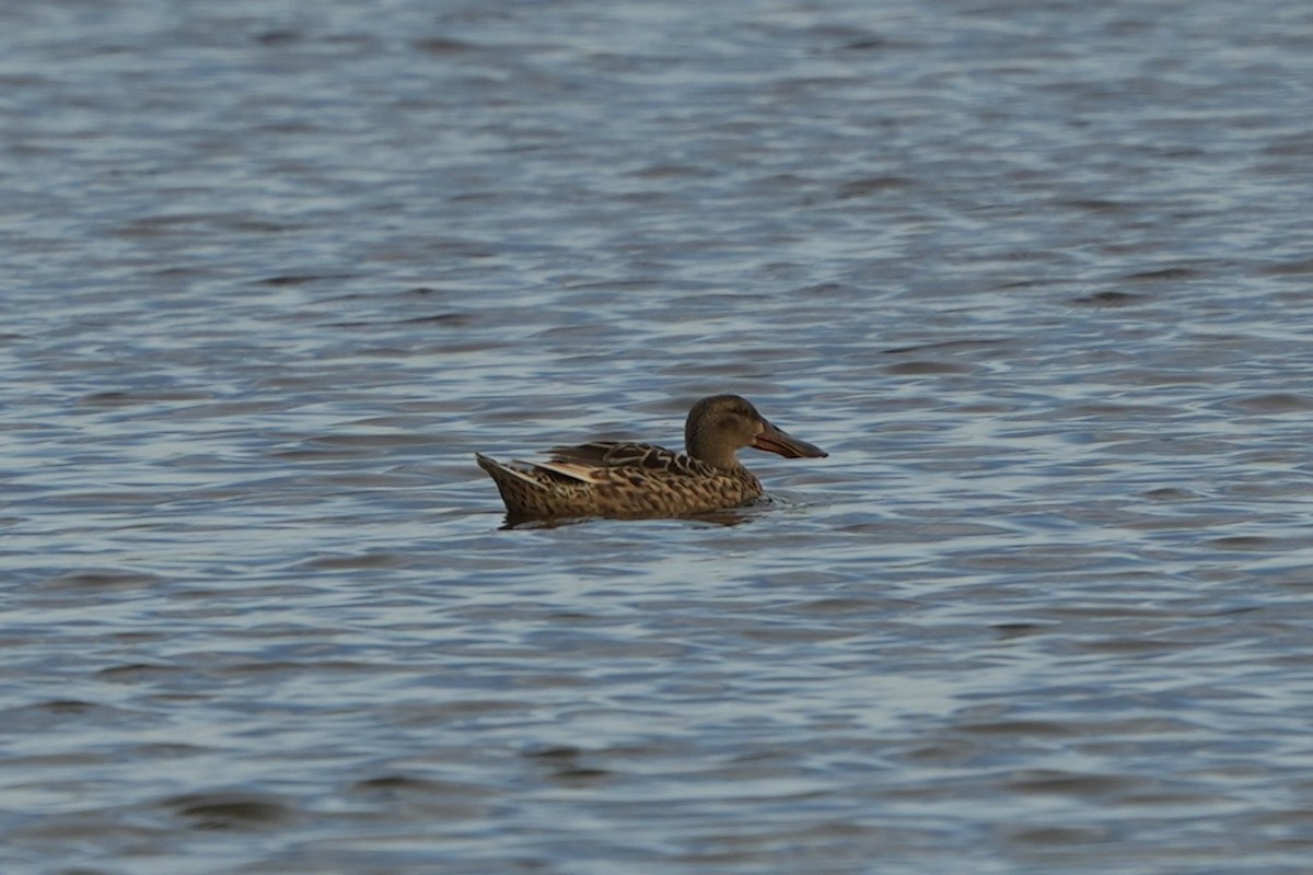 Northern Shoveler - ML620705356