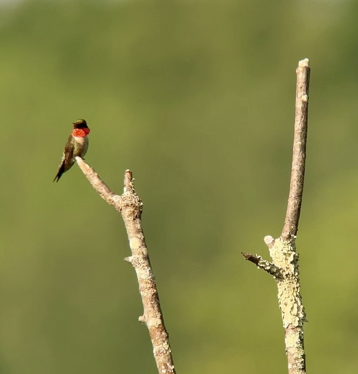 Ruby-throated Hummingbird - ML620705358