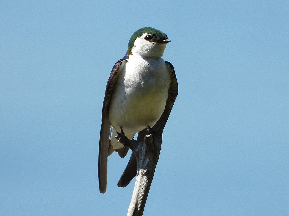 Violet-green Swallow - ML620705359