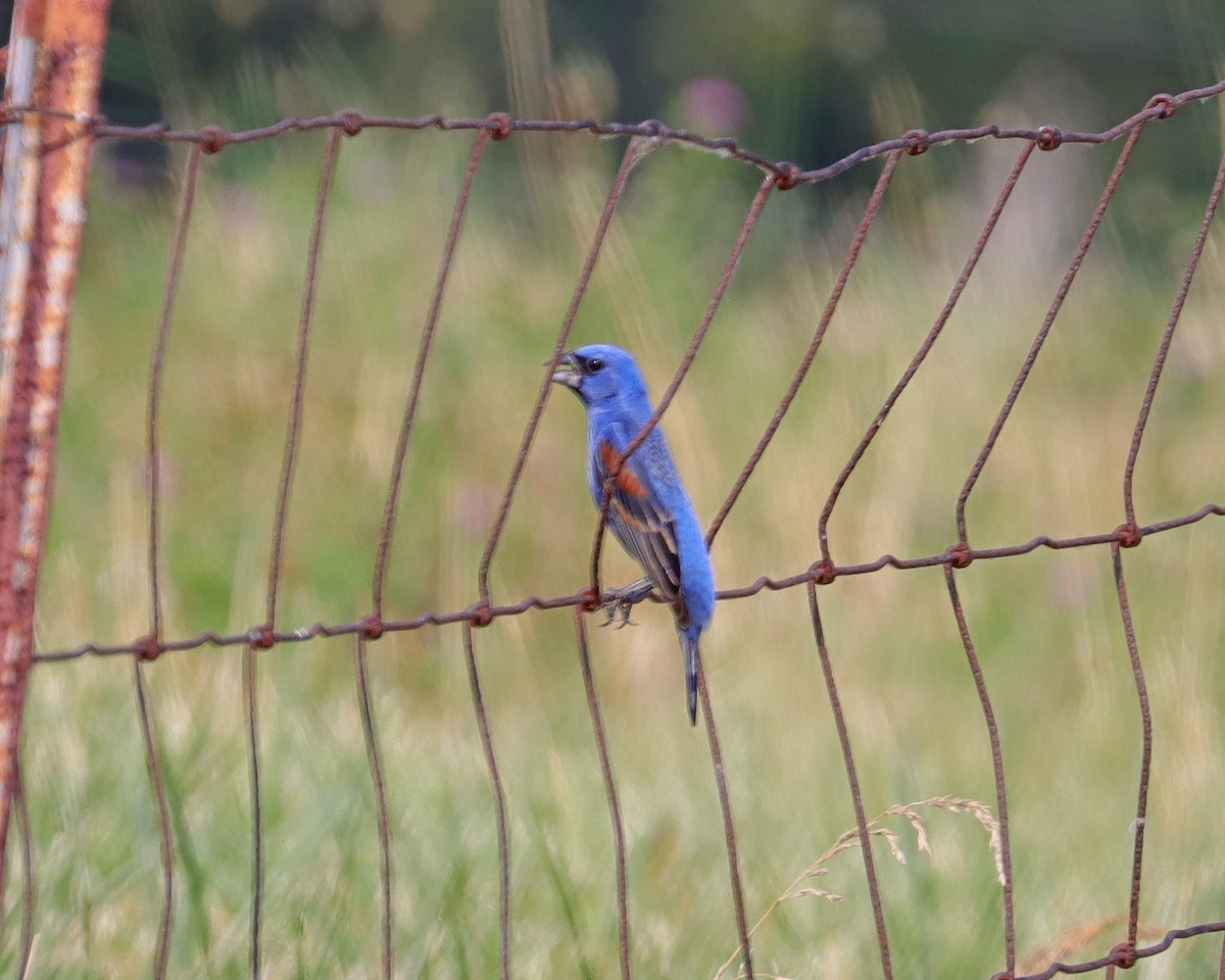 Blue Grosbeak - ML620705370