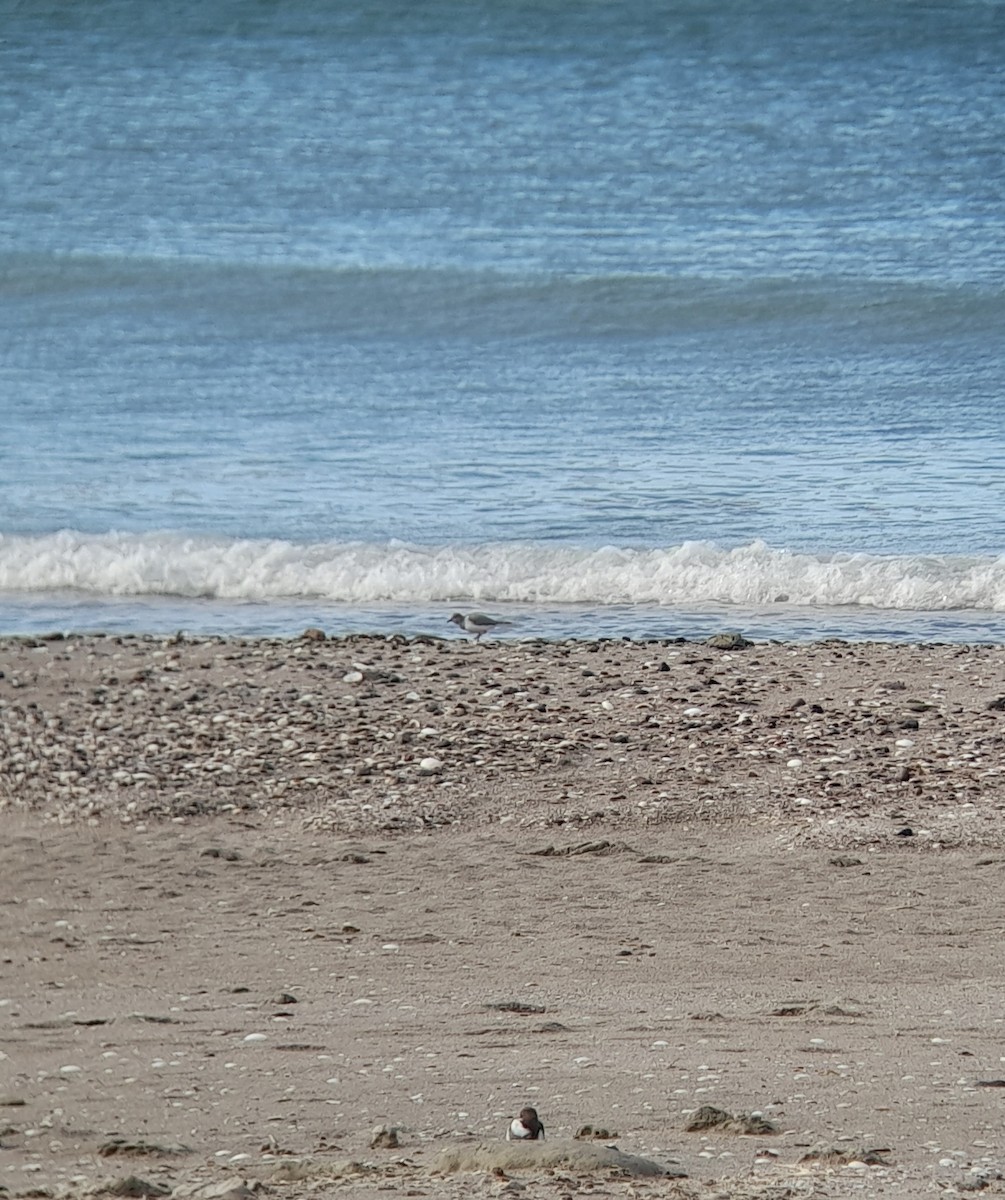 shorebird sp. - ML620705372