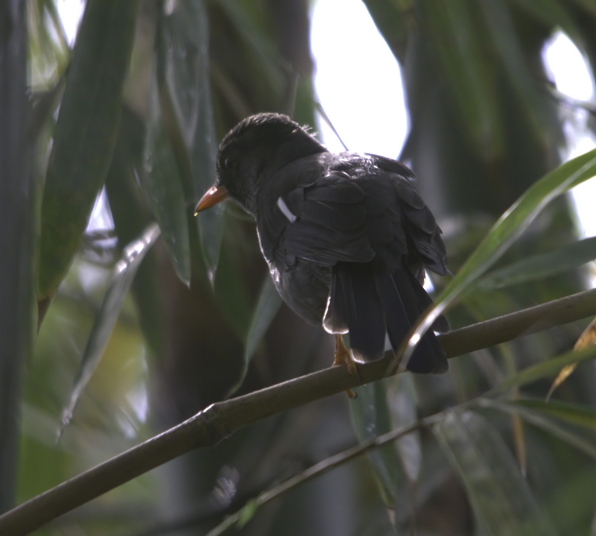 White-chinned Thrush - ML620705375