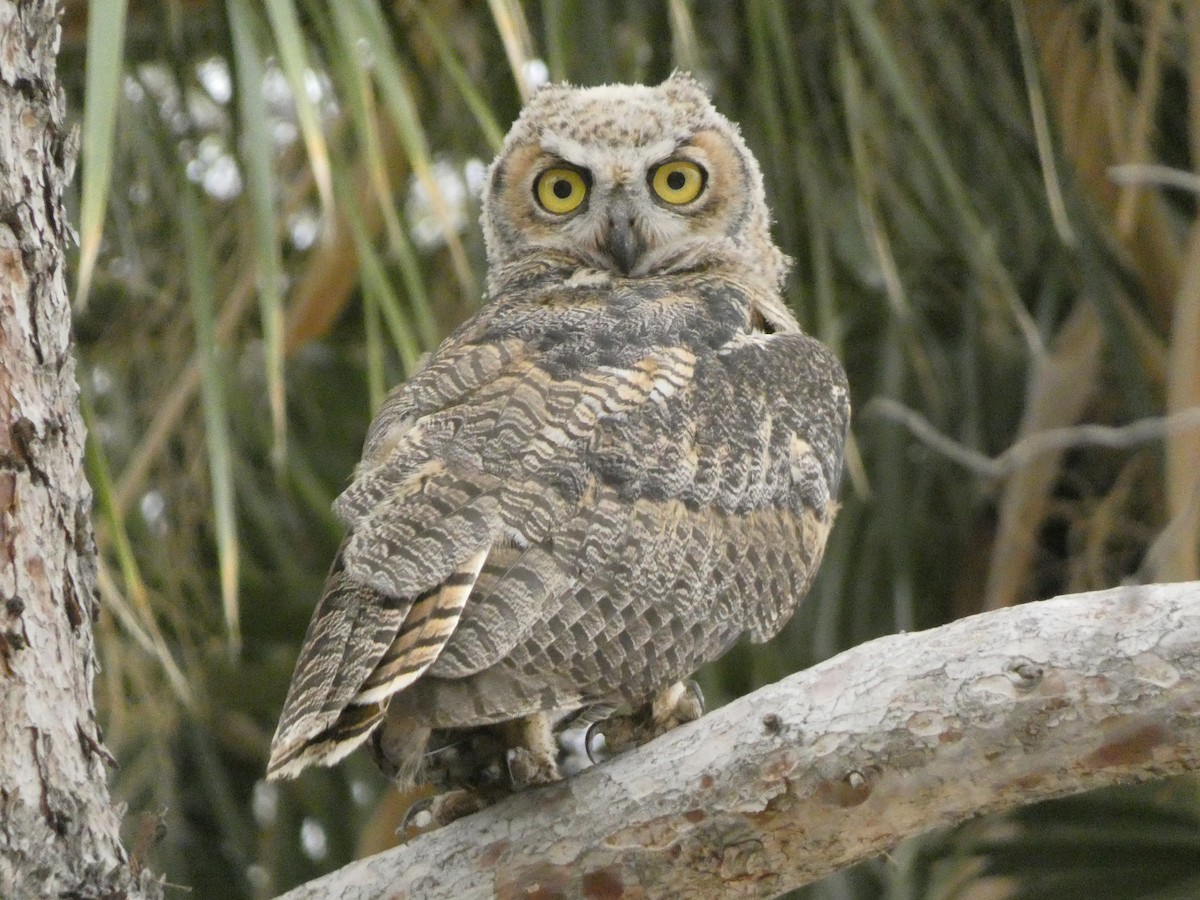 Great Horned Owl - ML620705379