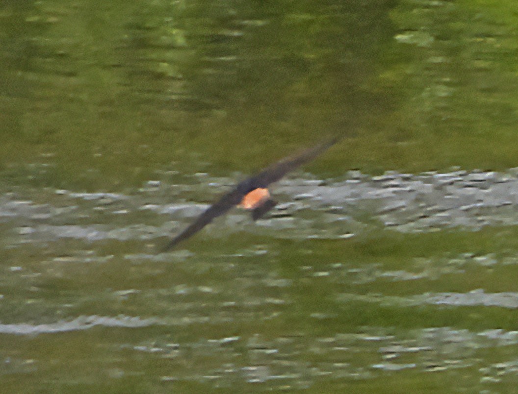 Cliff Swallow - ML620705380