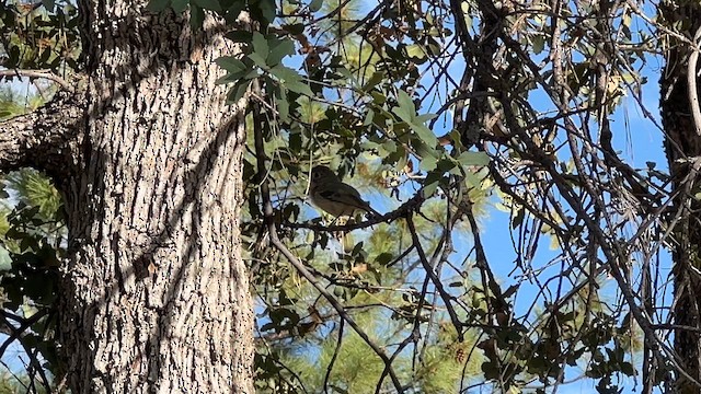 Hutton's Vireo - ML620705384