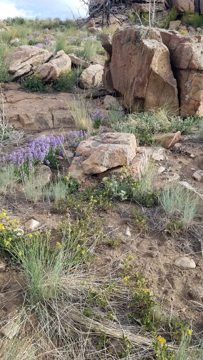 Rock Wren - ML620705386