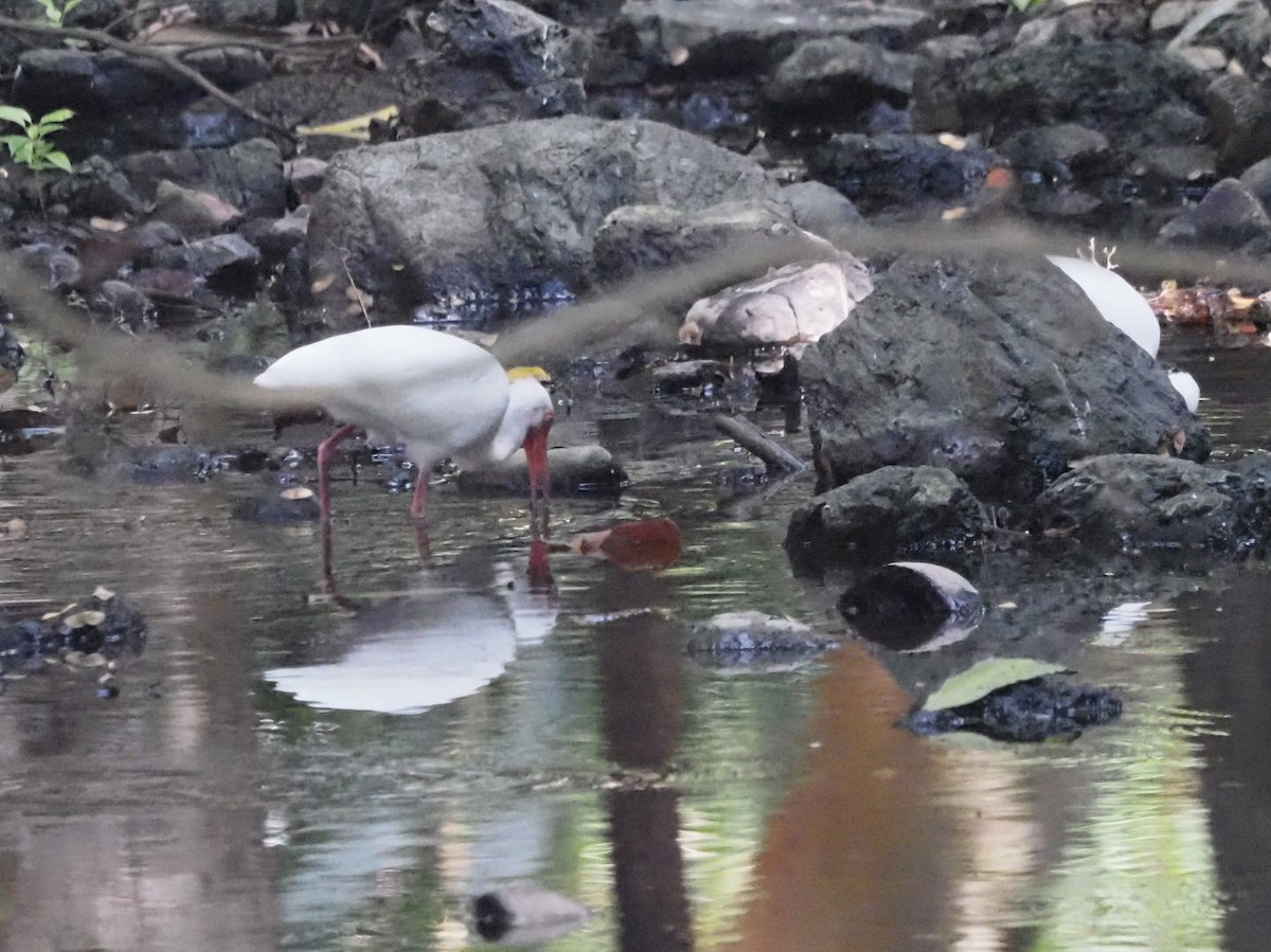 White Ibis - ML620705390