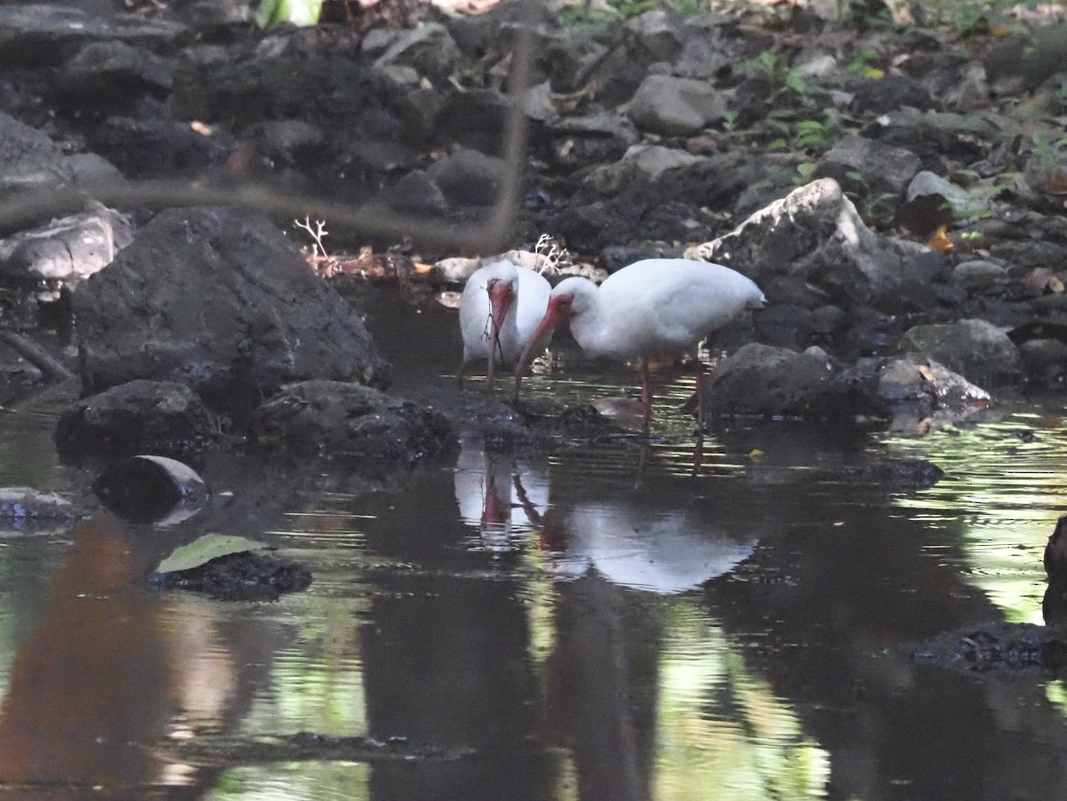 Ibis blanc - ML620705392