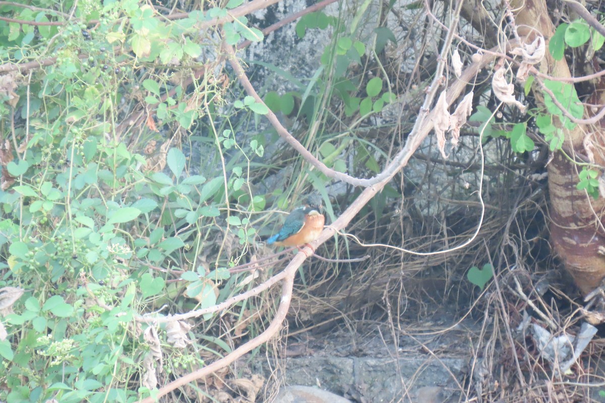 Common Kingfisher - ML620705393