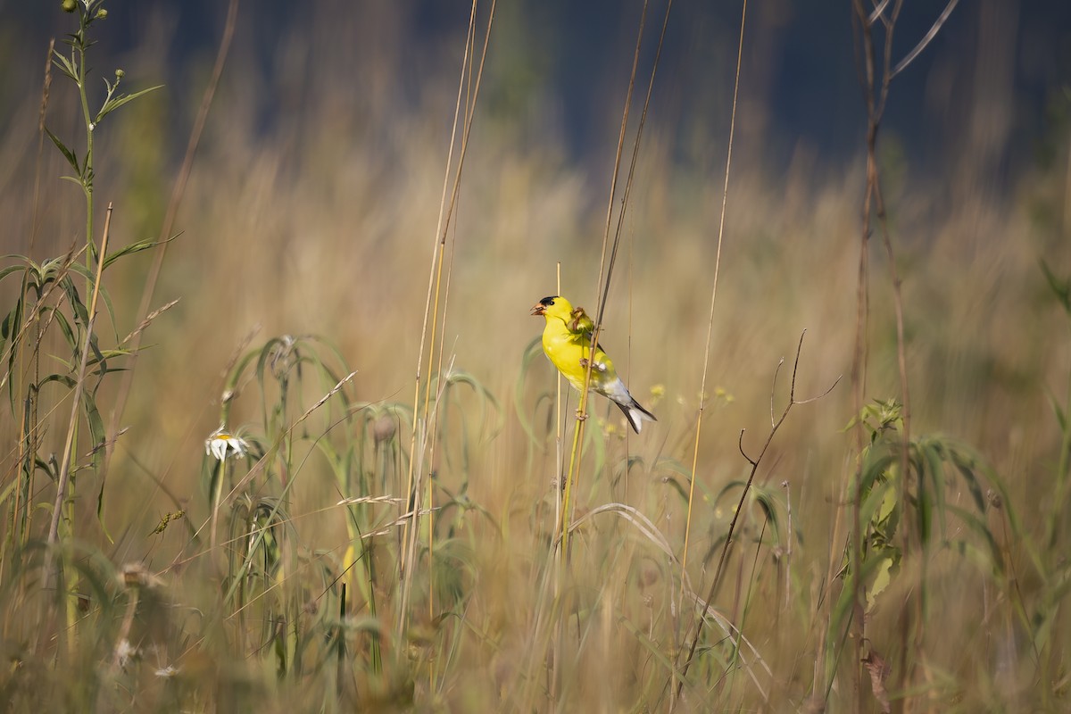 American Goldfinch - ML620705396