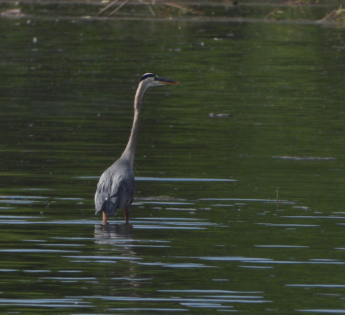 Great Blue Heron - ML620705397