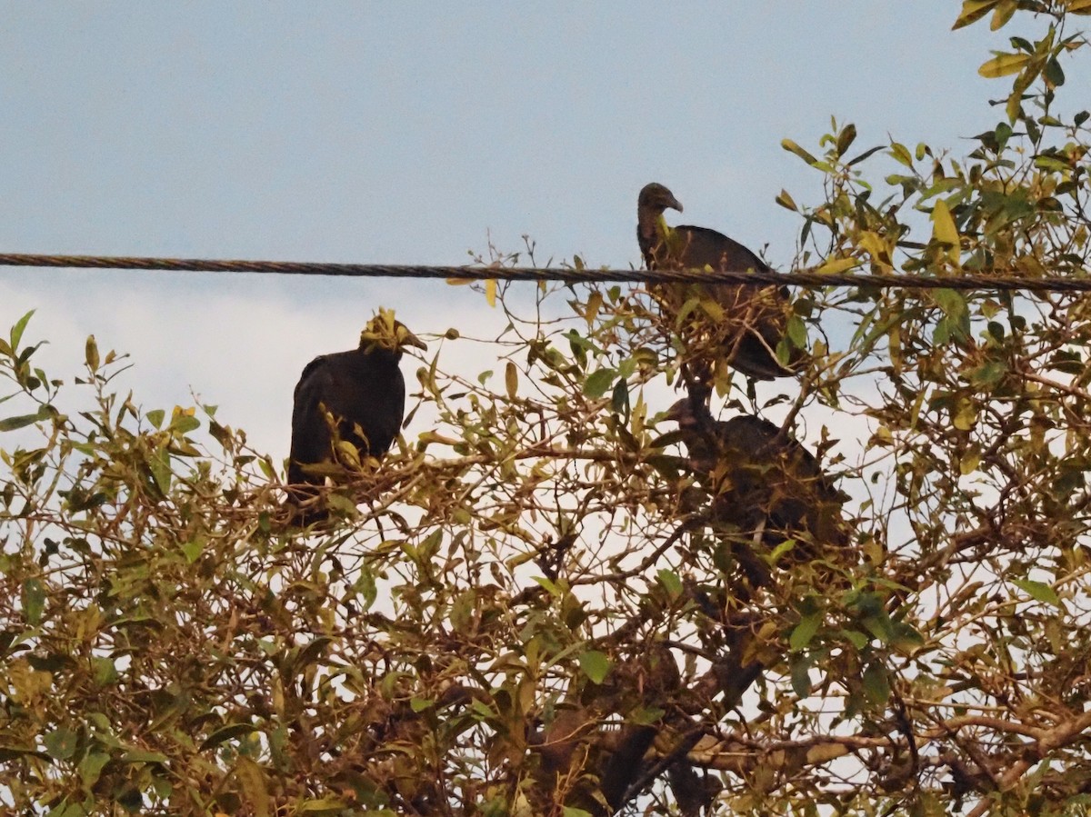 Black Vulture - Guillermo Parral Aguilar