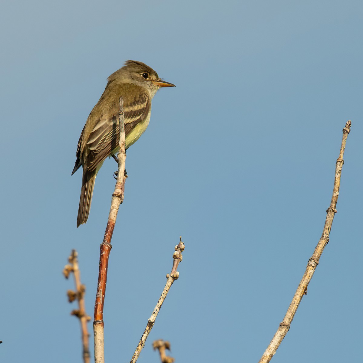 Willow Flycatcher - ML620705399