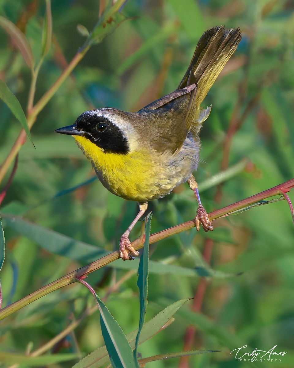 Common Yellowthroat - ML620705401