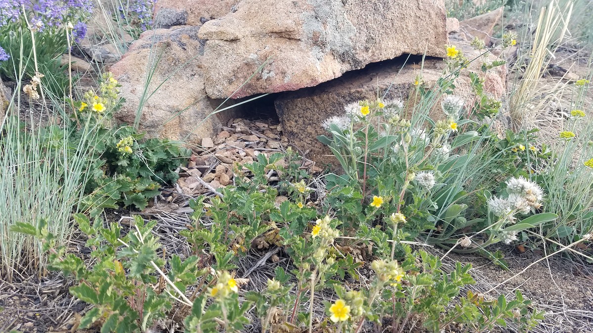 Rock Wren - ML620705402