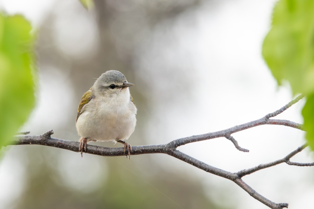 Tennessee Warbler - ML620705405