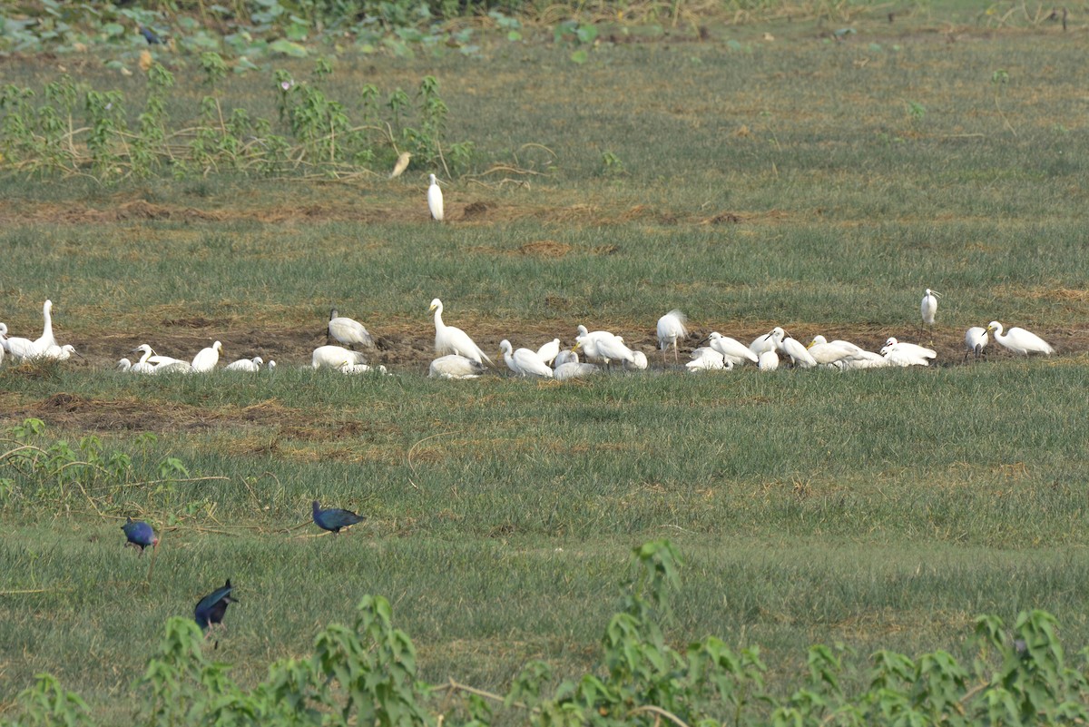 Great/Medium Egret - ML620705410