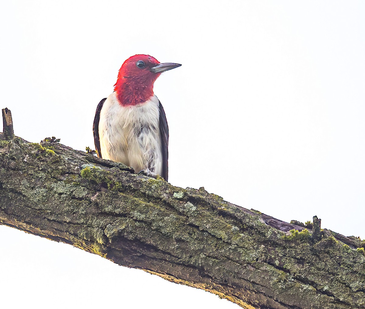 Pic à tête rouge - ML620705412