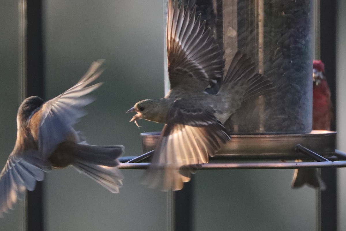 House Finch - ML620705416