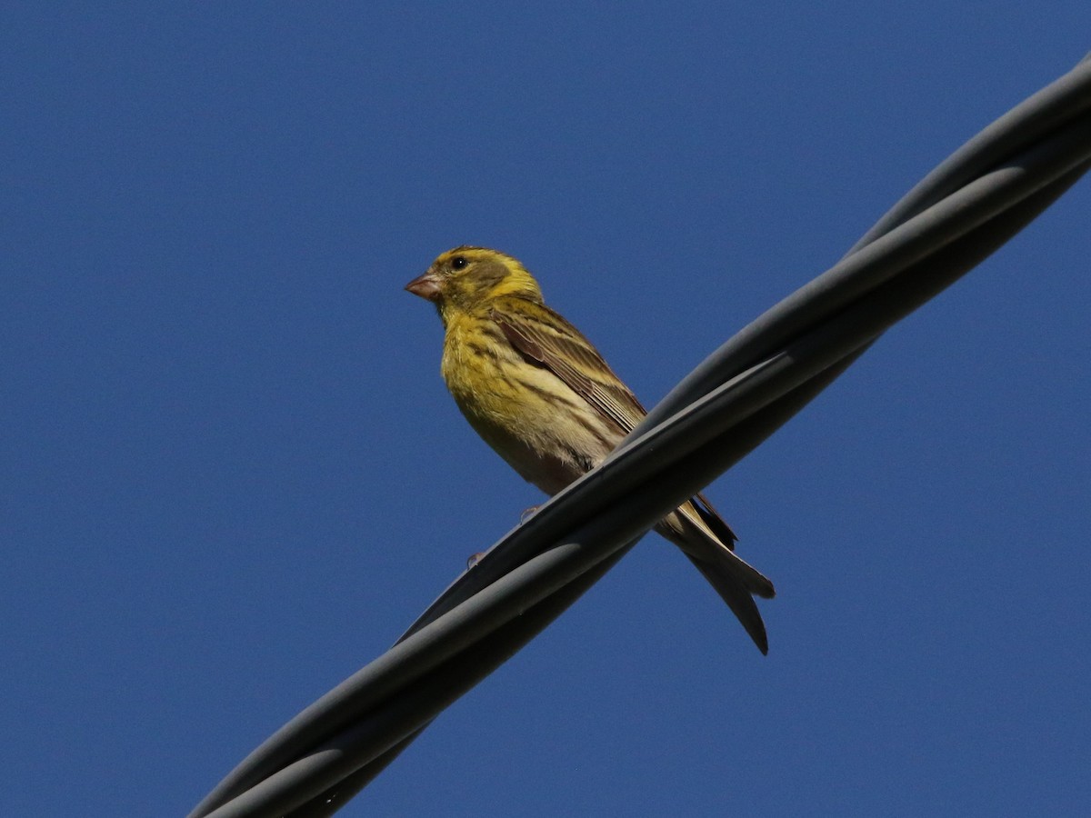 European Serin - ML620705420