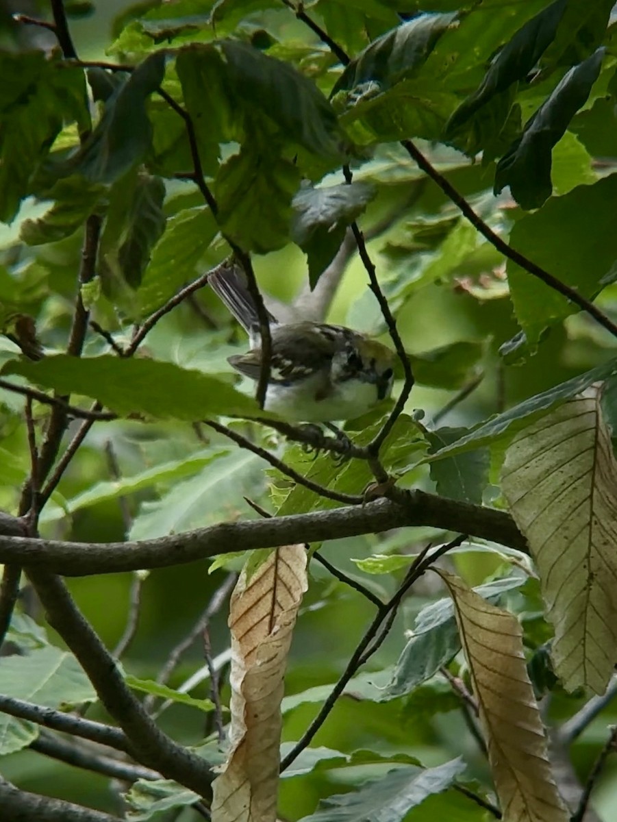 Chestnut-sided Warbler - ML620705422