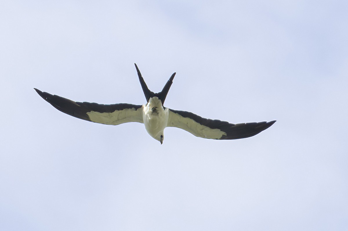 Swallow-tailed Kite - ML620705445