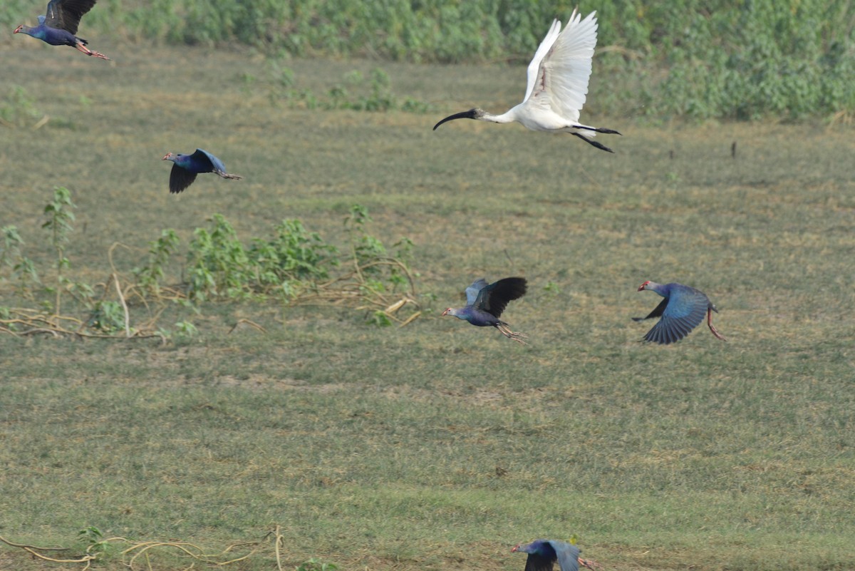 Ibis à tête noire - ML620705451