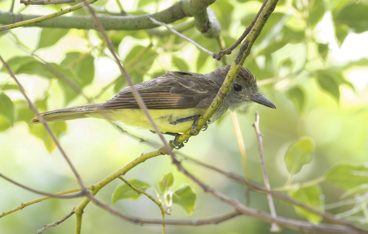 Great Crested Flycatcher - ML620705452