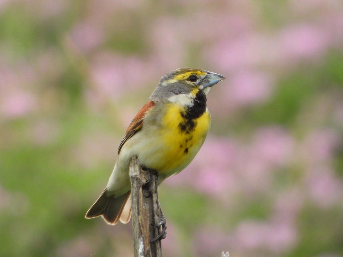 Dickcissel d'Amérique - ML620705454