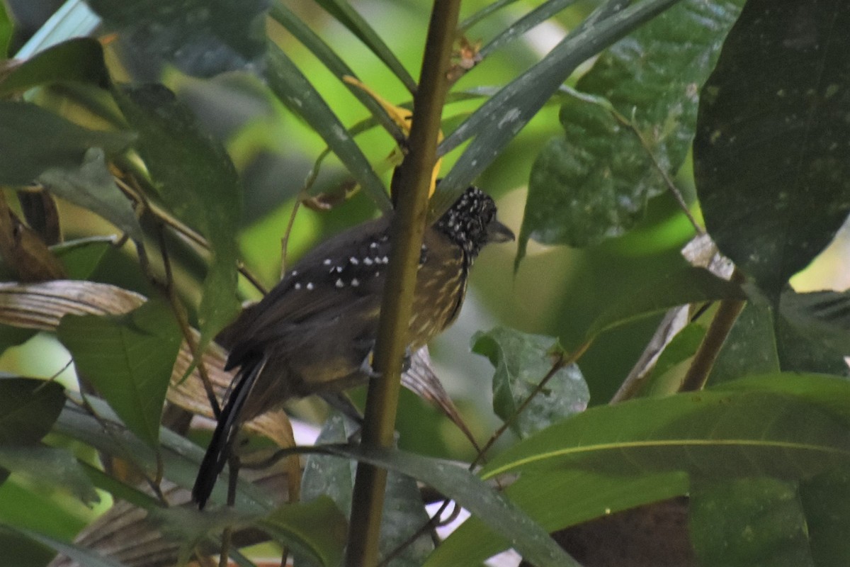 Black-hooded Antshrike - ML620705456