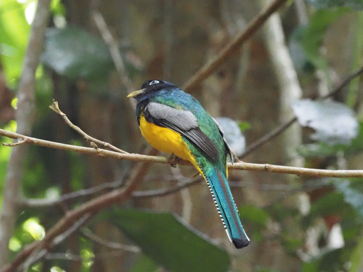 trogon modroocasý - ML620705457