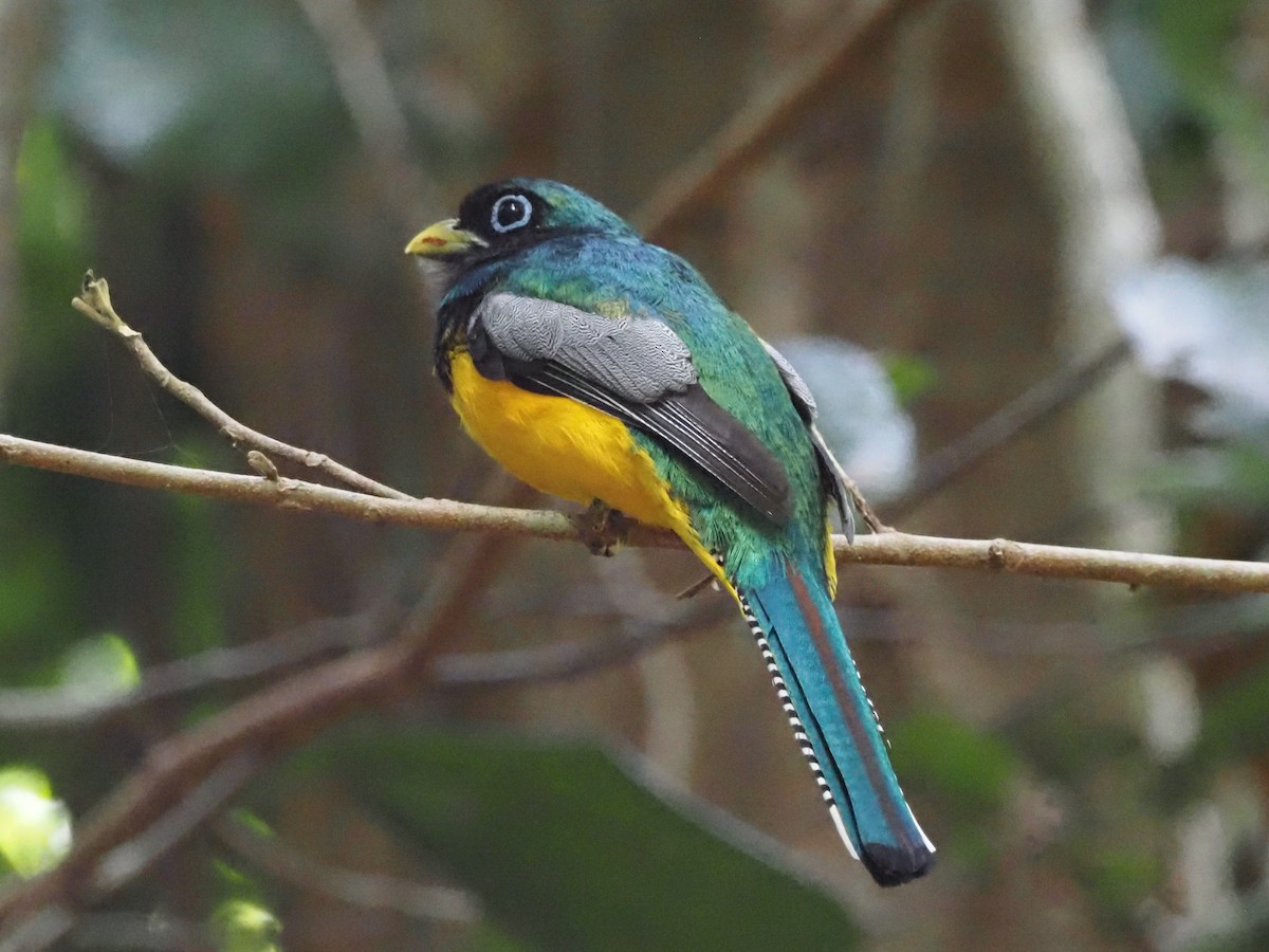 trogon modroocasý - ML620705458