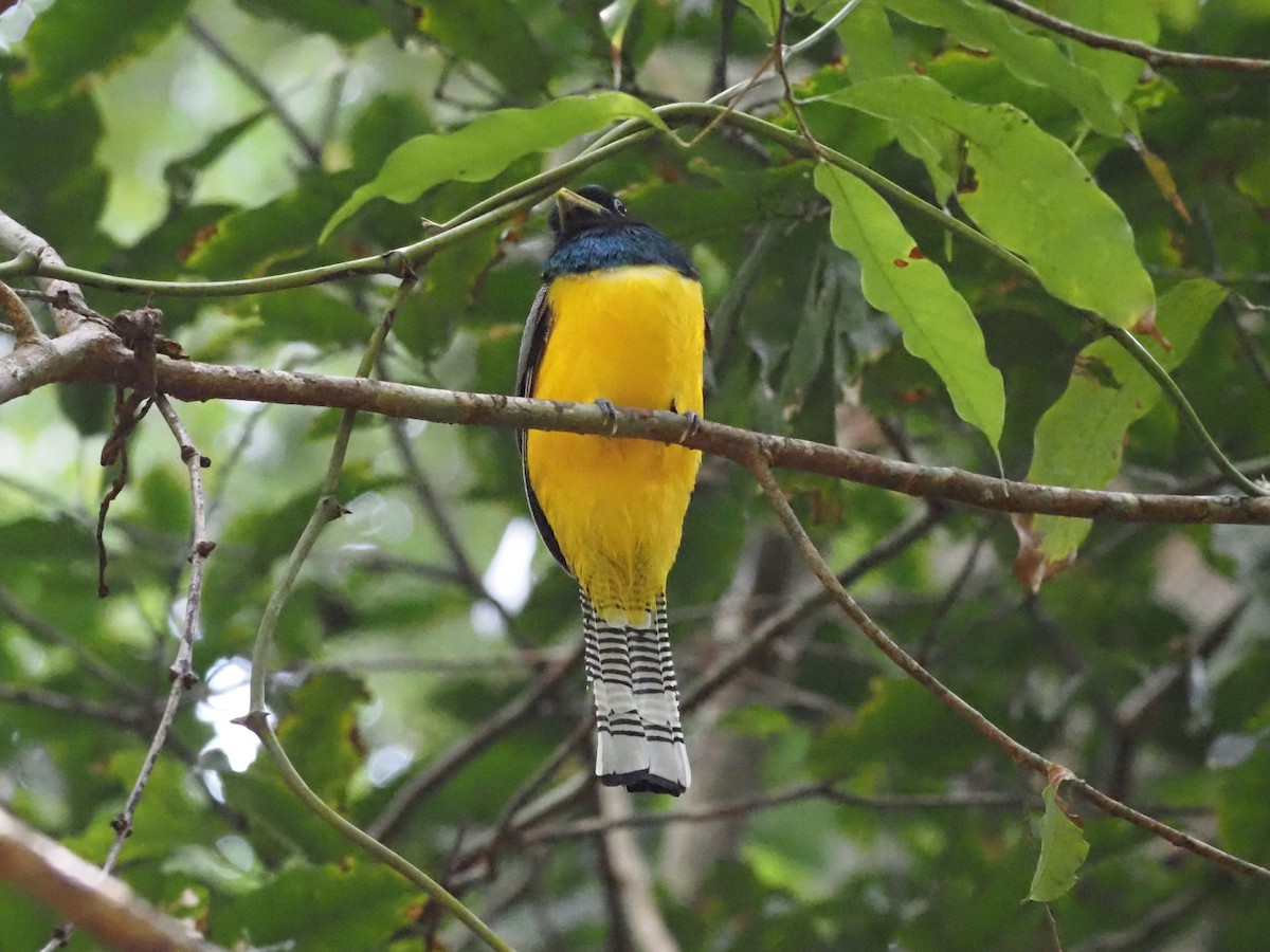 trogon modroocasý - ML620705460