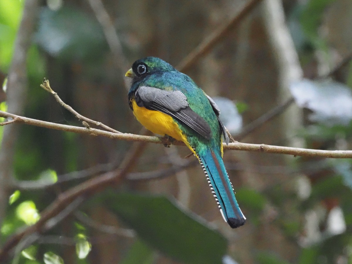 Northern Black-throated Trogon - ML620705461