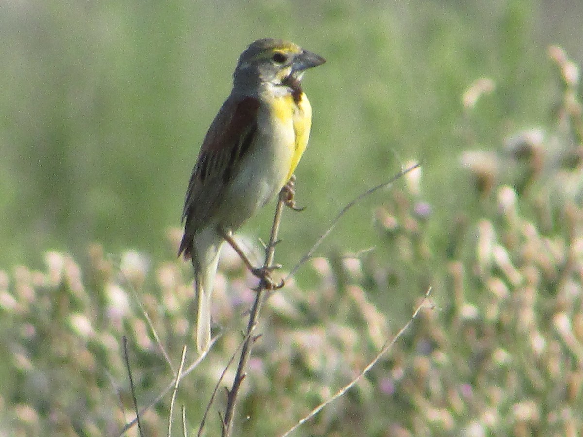 Dickcissel - ML620705462