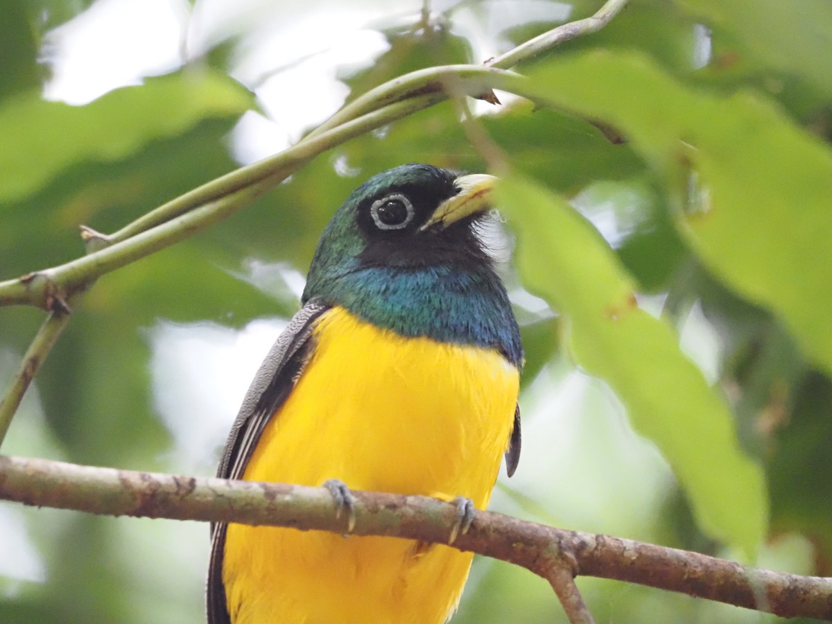 Northern Black-throated Trogon - ML620705463