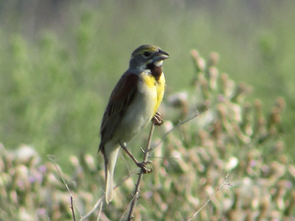 Dickcissel - ML620705464