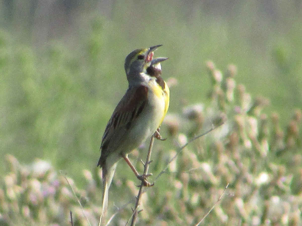 Dickcissel - ML620705466