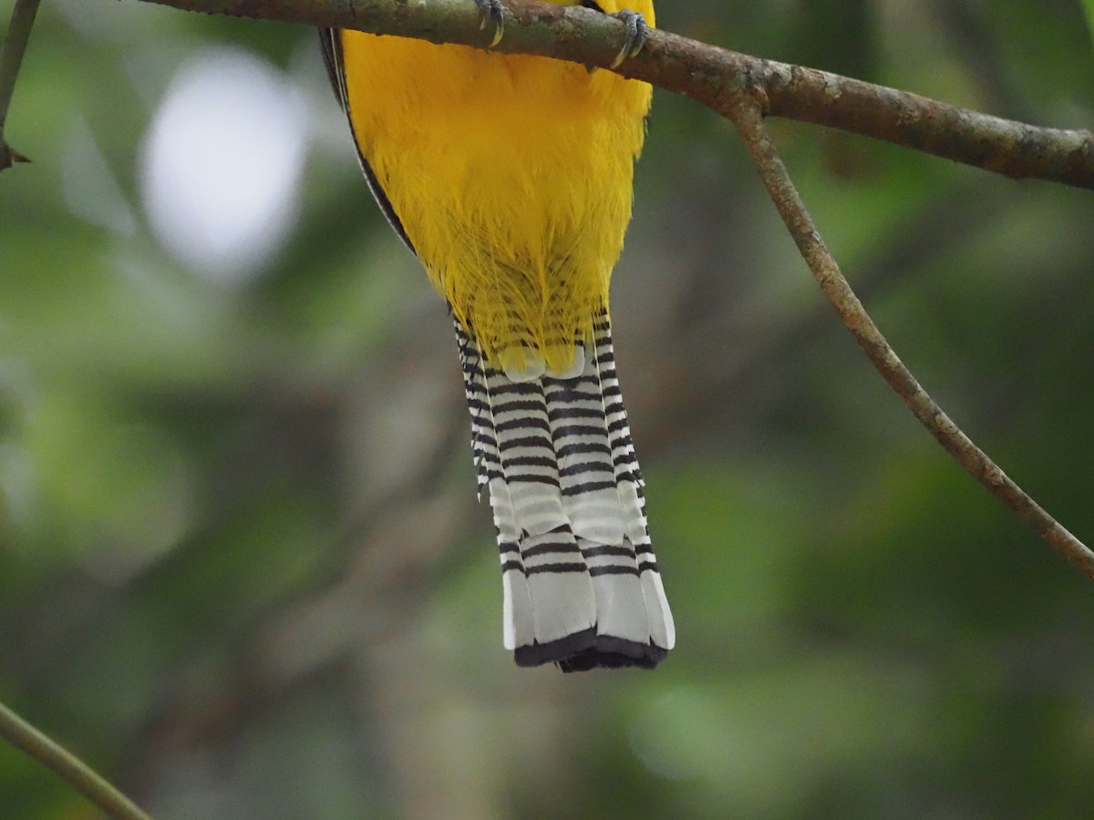 Northern Black-throated Trogon - ML620705467