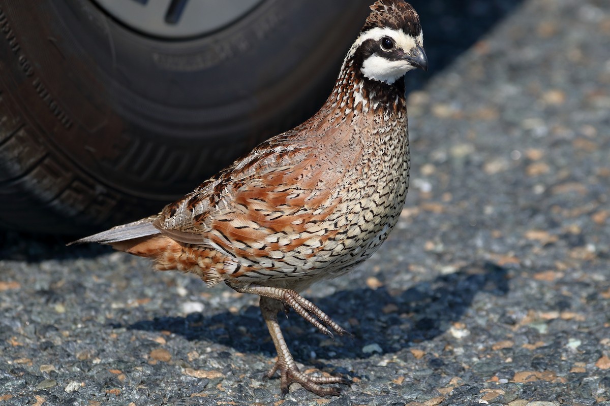 Northern Bobwhite - ML620705468