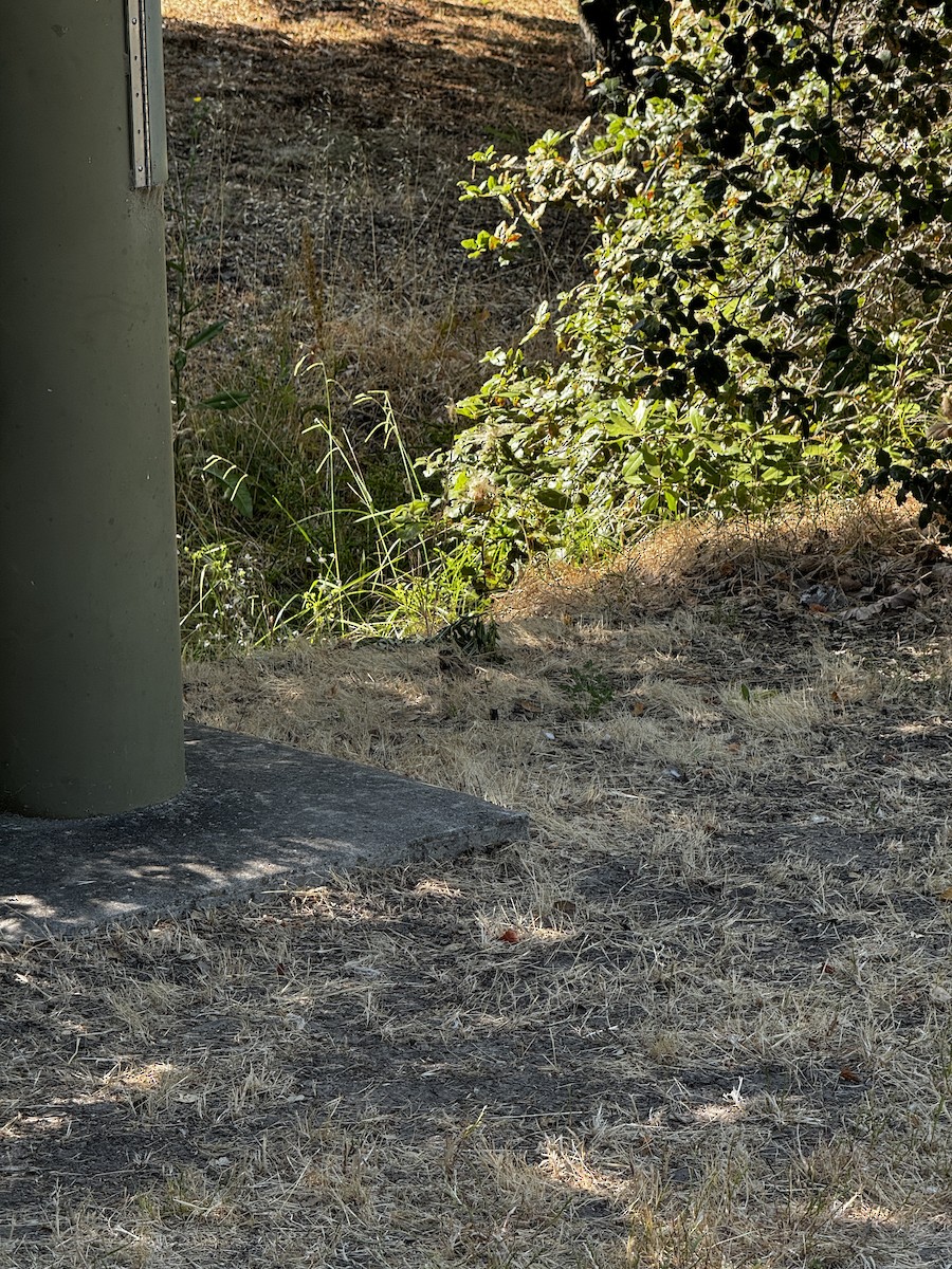 Dark-eyed Junco - ML620705469