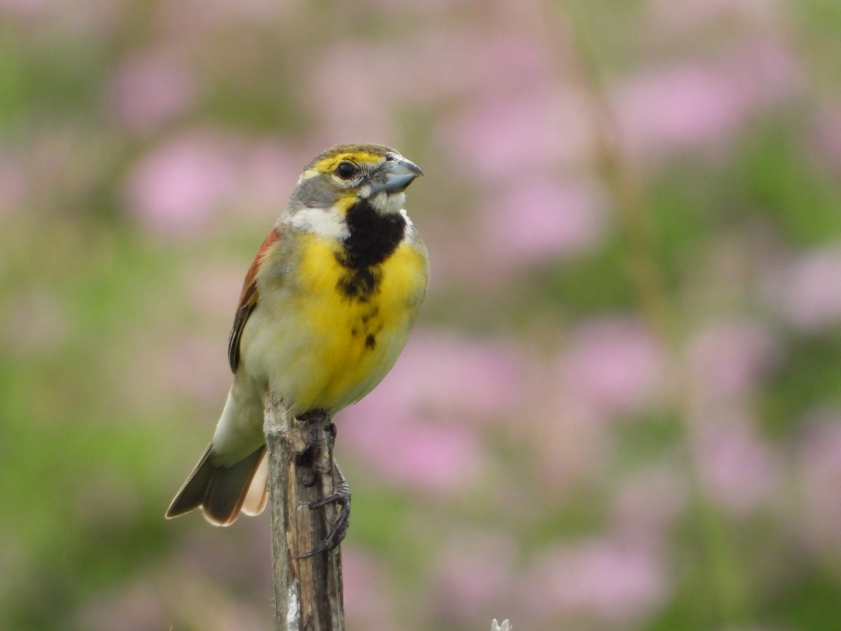 Dickcissel - ML620705473