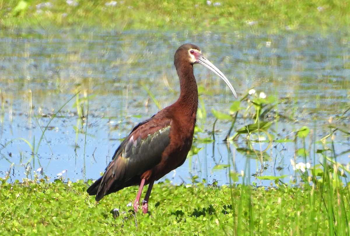 Ibis à face blanche - ML620705475