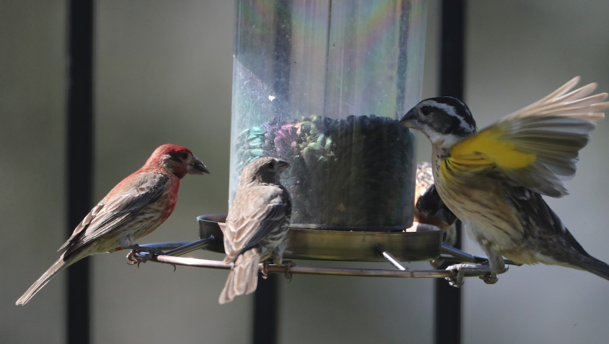 Black-headed Grosbeak - ML620705476