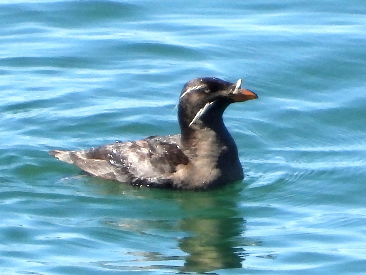 Rhinoceros Auklet - ML620705478